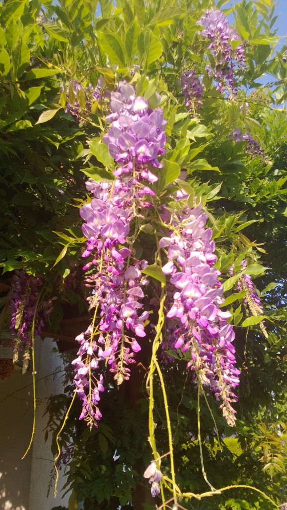 WP_20130710_001
