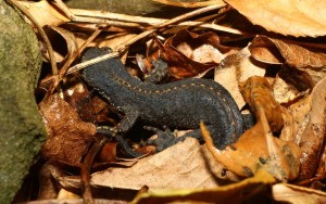 merzburg_salamander